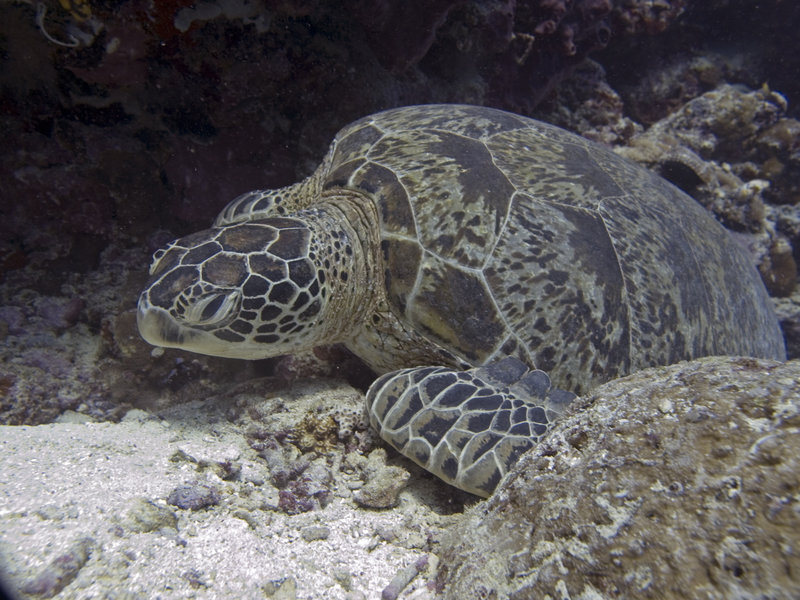 Turtle, Hanging Garden